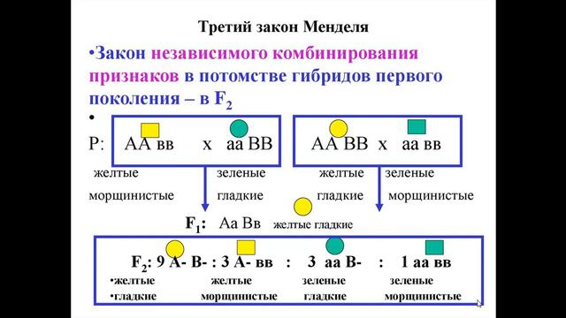 Третий закон Менделя смотреть онлайн