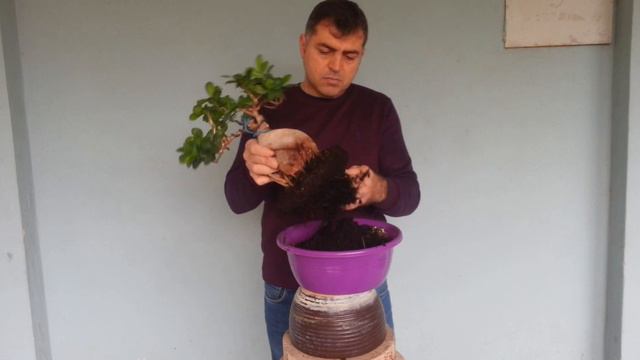 Bonsai Bitkisi смотреть онлайн