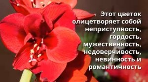 Амариллис -  цветок имени Алина
