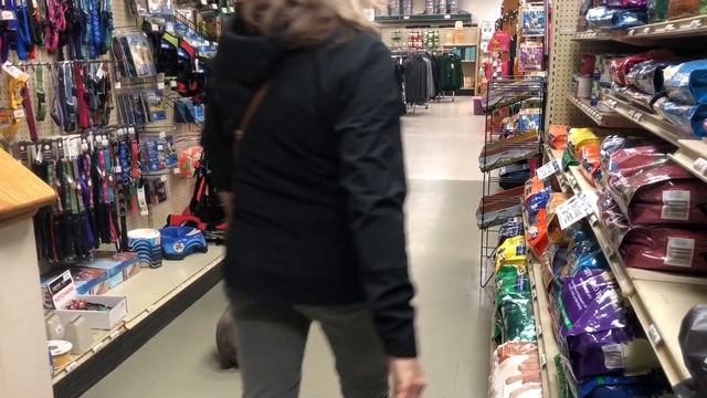 Hooksett Dog Trainer| Goffstown Dog Trainer | 5 month old Weimaraner Harper смотреть онлайн