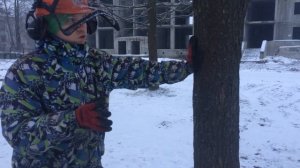 обучающие видео по направленной валке дерева