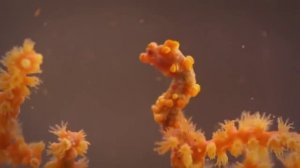 Смешные приколы про животных ТОПовая Подборка животных 2018 | #101