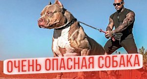 ОПАСНАЯ СОБАКА