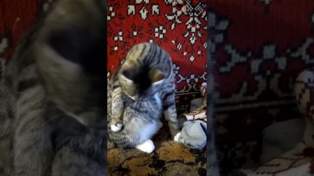 котик моется смотреть онлайн