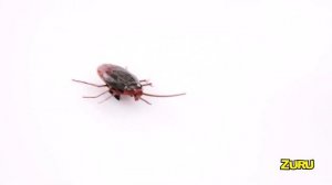 Игрушка Zuru ROBO ALIVE Таракан 7152