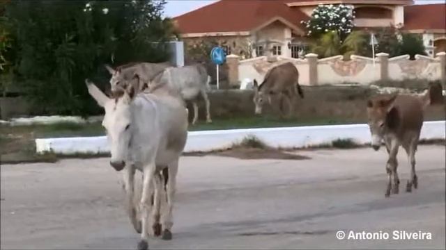 Donkey (Equus asinus asinus) of Aruba-12-5-2013-Antonio Silveira смотреть онлайн