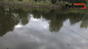 Крупная плотва на Кудьме.Рыбалка на реке Кудьма на фидер инлайн.