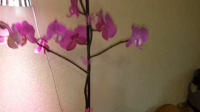 Достаём орхидею из закрытой системы, смотрим корни! смотреть онлайн