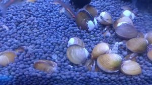 Шаровка яванская Corbicula javanicus малюск для борьбы с мутной и цветущей водой