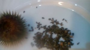 Как приготовить масло расторопши.