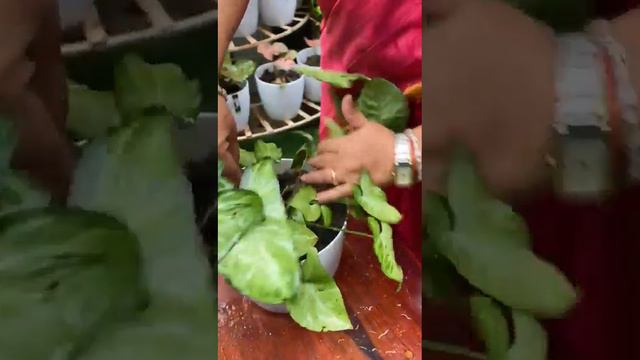 Arrowhead or Syngonium plant #vaastu plant#indoorplant #hangingbasket #deskplant #balconygarden смотреть онлайн