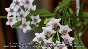 Цветок хойя — как выглядят сорта Карноза, Керри, Белла, мясистая, Мультифлора