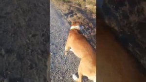 Тренировка Алабая!