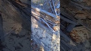 старинный способ ловли глухаря косача слапцами