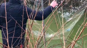 ПОЙМАЛИ ВЕДРО КАРАСЯ НА ПАУК. КАК ПОЙМАТЬ МНОГО ЖИВЦА  (лайф видео)