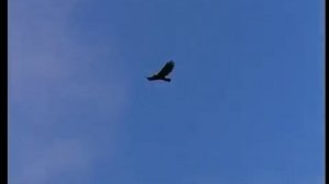 Преподобный Симеон Столпник