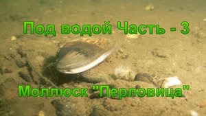 Под водой. Часть - 3. "Моллюск - ракушка Перловица".