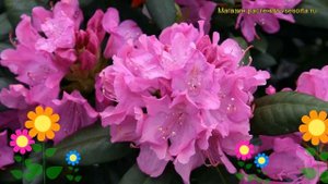 Рододендрон гибридный Розеум Элеганс. Краткий обзор, описание rhododendron Roseum Elegans