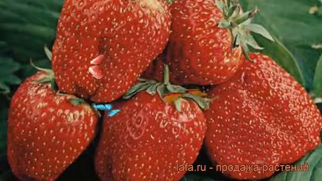 Земляника садовая Таго (fragaria ananassa) ? земляника Таго обзор: как сажать рассада земляники Таг смотреть онлайн