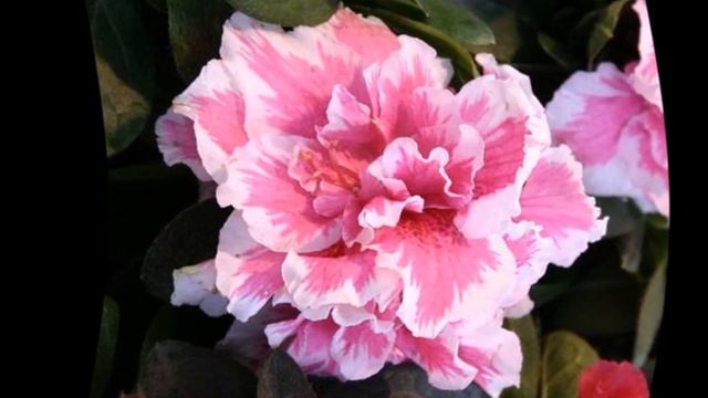 Как пересадить азалию смотреть онлайн