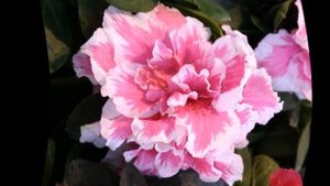 Как пересадить азалию