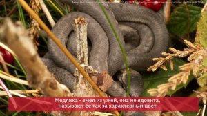 Редкий экземпляр: ученые ПГНИУ рассказывают о краснокнижных животных