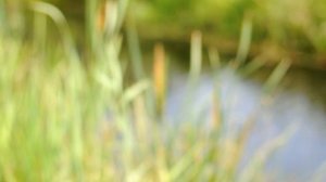 Что такое мир?