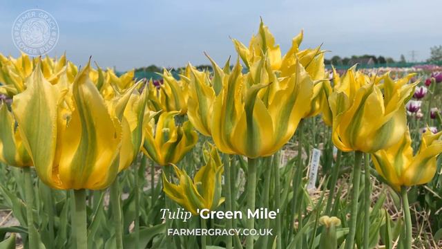 Tulip 'Green Mile' - FarmerGracy.co.uk смотреть онлайн