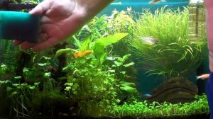 Выбираем размер аквариума