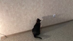 Кот играет с лазером! лазер для кота!
