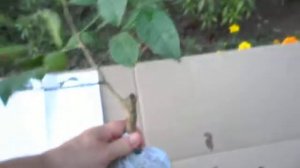 МАНДАРИН Ковано Васе