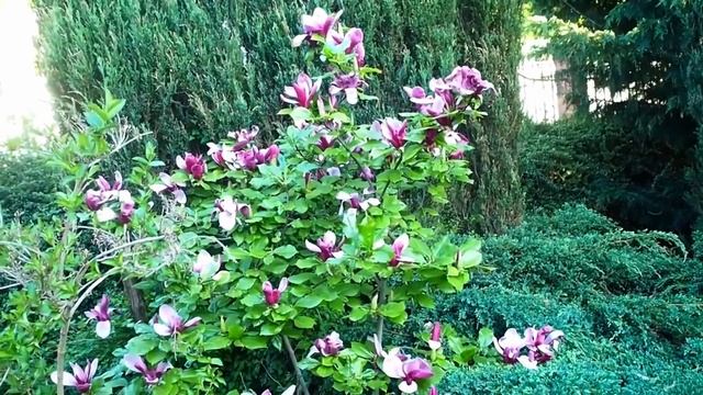 Ta magnolia purpurowa nigra liliflora jest idealna do małych ogrodów смотреть онлайн
