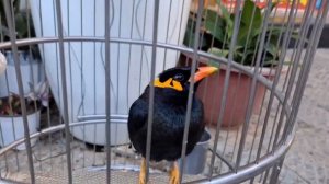 Говорящий скворец. Говорит по-китайски