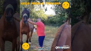 Конюшни в Германии. Содержание лошадей уход и кормление. Как правильно ухаживать за лошадью