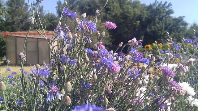 Bees on Bachelor Buttons смотреть онлайн