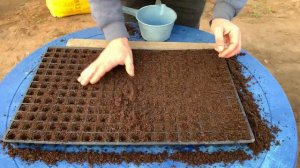 Посев в кассет с помощью маркера.