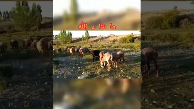 Арашанские овцы на пастбище, высоко в горах Тянь-Шаня | Хозяйство Бакыта Тороева Иссык-куль.обл