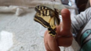 У меня родилась БАБОЧКА МАХАОН гусеница   куколка    бабочка