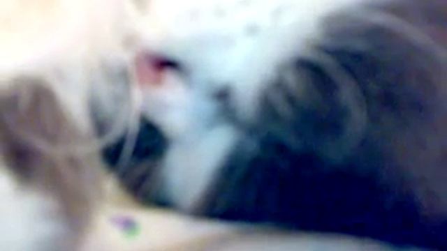 Котэ посапывает