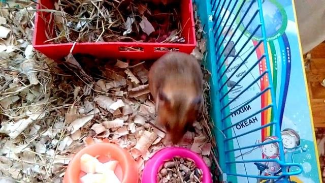 Новорожденные сирийские хомячки//newborn Hamsters