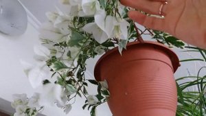 Бугенвиллия Панда (Bougainvillea Panda)