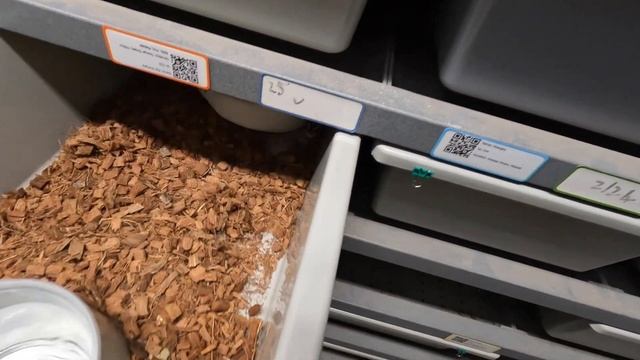 2023 Ball Python Breeding Season Update for May! More Pied het ultramel babies have hatched!