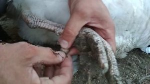 Как обрезать когти индюкам//Индюки рвут бока индюшкам что делать