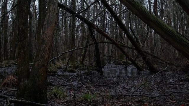 нежный шум дождя в лесу для сна и медитации смотреть онлайн