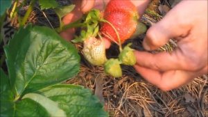 Лучшие сорта земляники. Сорт Азия. Верхозин Юрий