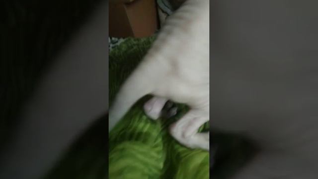 Канадский сфинкс -девочка