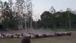 Как собака-пастух загоняет баранов