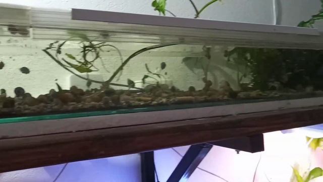 ЦВЕТНЫЕ АМПУЛЯРИИ начали размножаться / Планирую избавляться от улиточных ферм смотреть онлайн