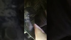Замена сальника привода Шевроле Авео