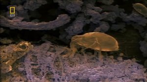 Чем опасны пылевые клещи?